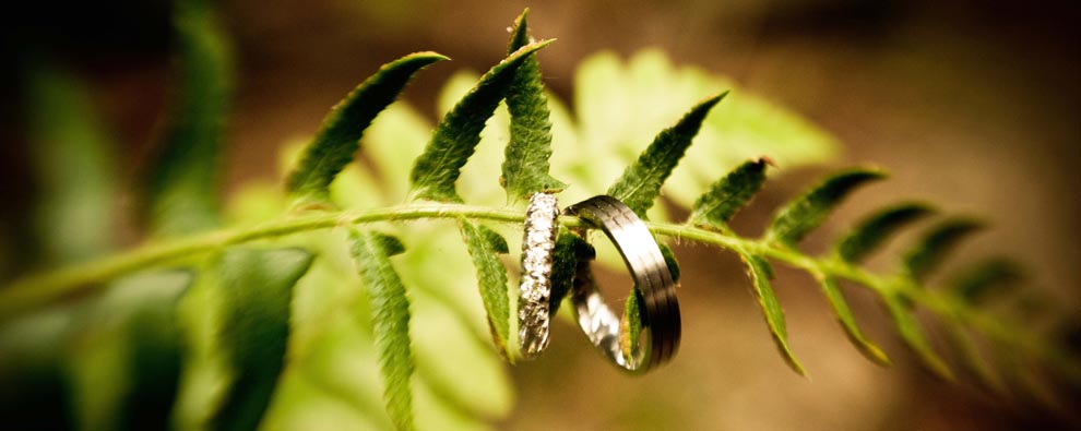 Rings-on-fern-cropped-edited-2
